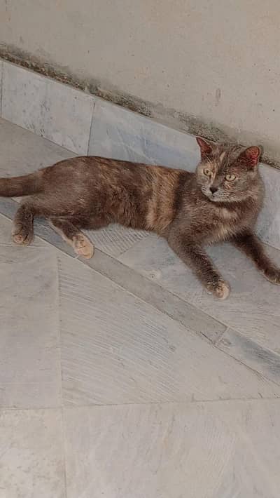 friendly pets healthy and active parsian cats odd eyes cats, kittens