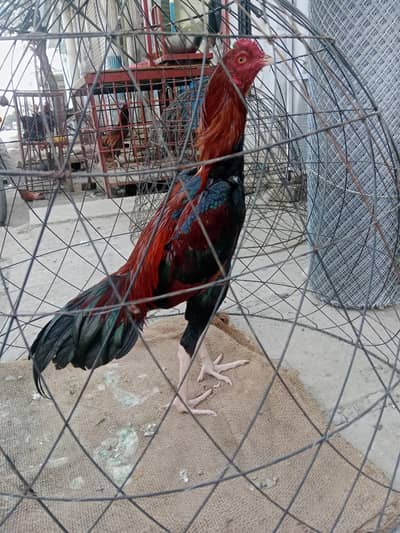 lakha Aseel young male