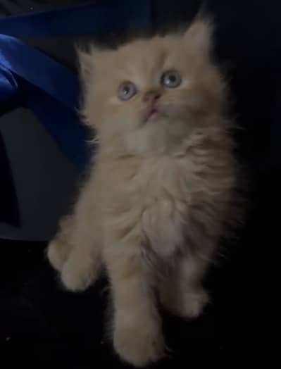 Persian Male kitten for sale