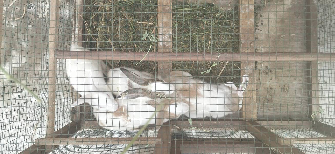 Rabbit 1