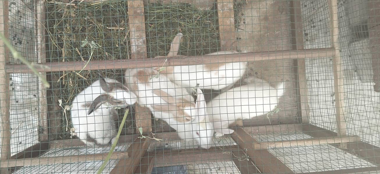 Rabbit 2
