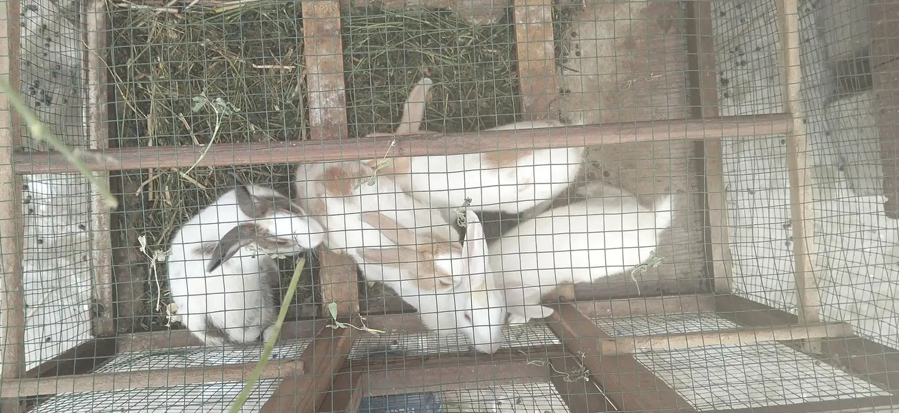 Rabbit — photo 3