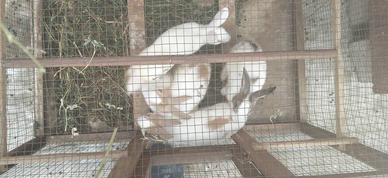 Rabbit 3