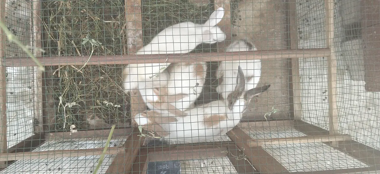Rabbit — photo 4