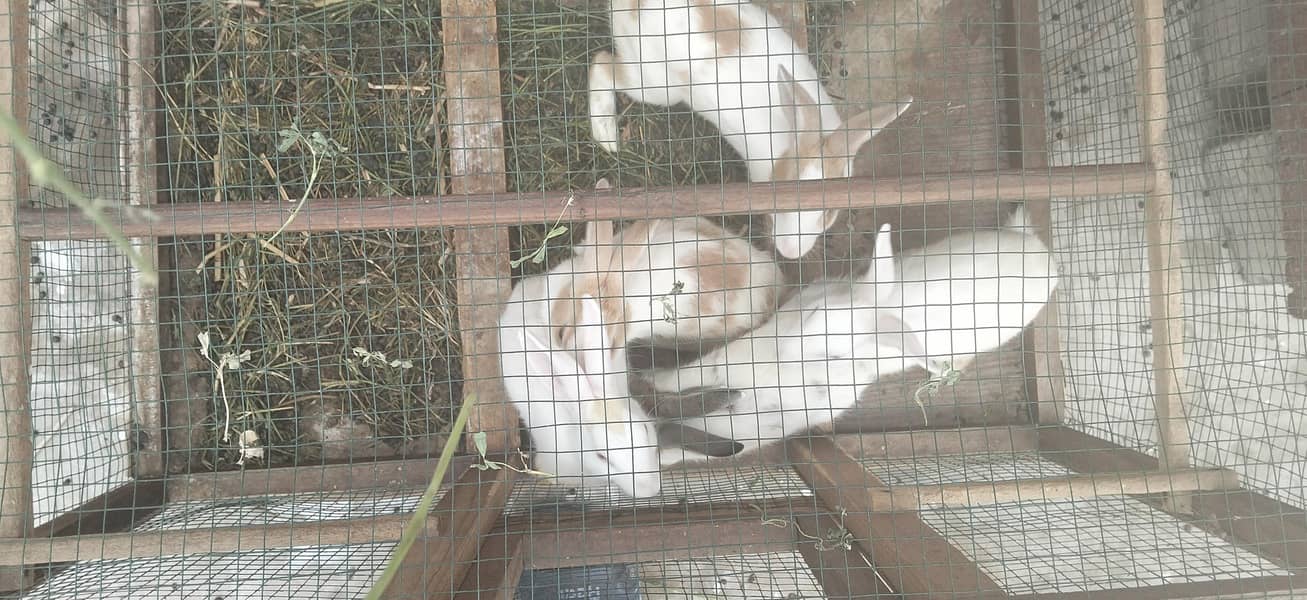 Rabbit 4