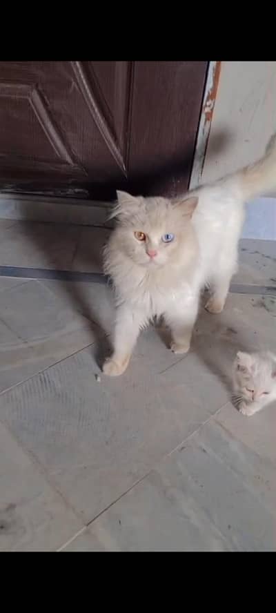 parsian cats and kittens full trained Hain healthy and active hain sab