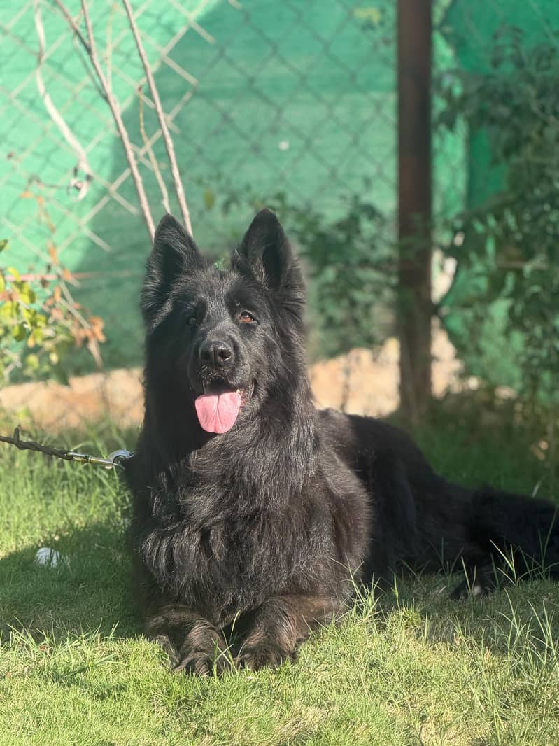 Black Shepherd 0