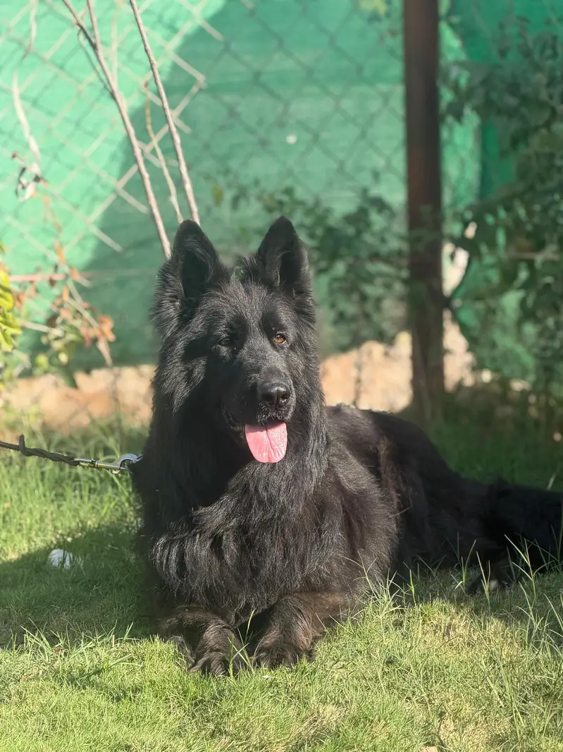 Black Shepherd — photo 2