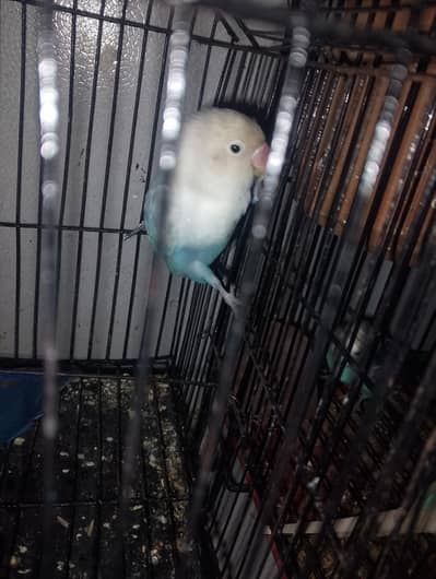love bird white blue musk