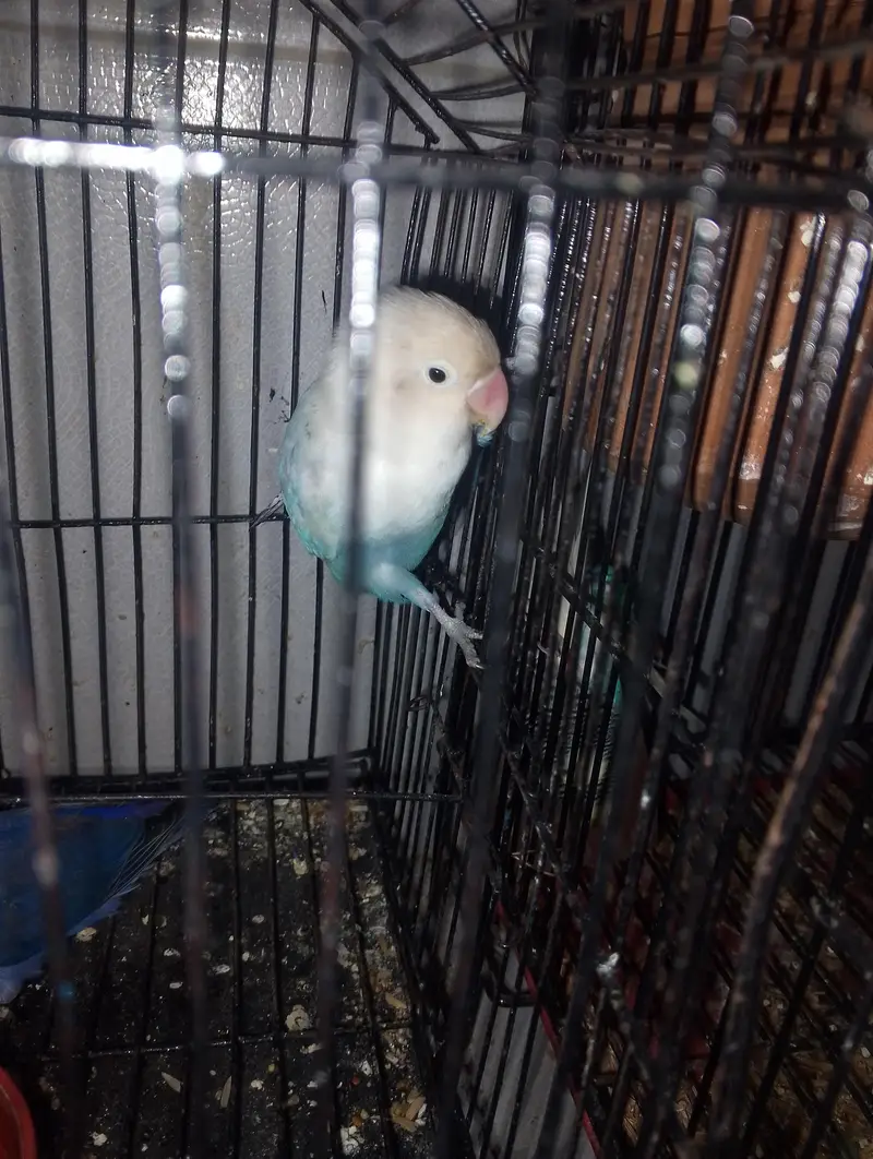love bird white blue musk — photo 2