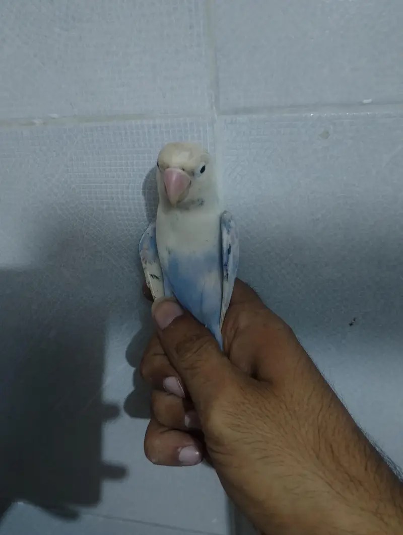 love bird white blue musk — photo 3