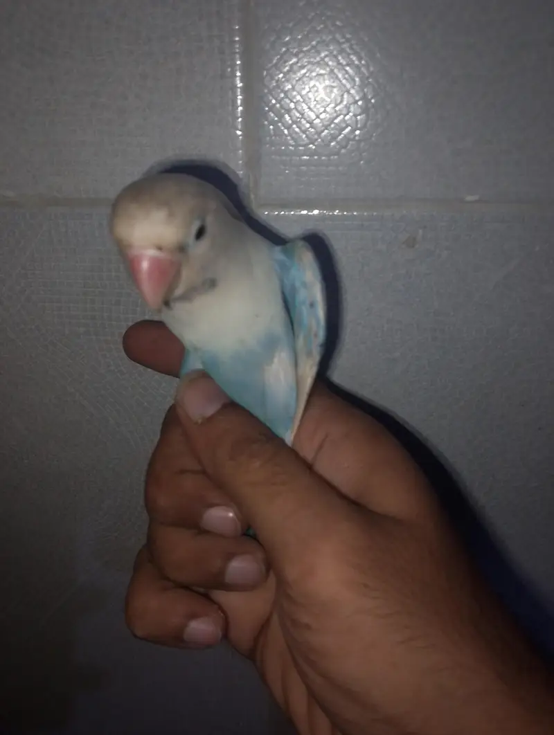 love bird white blue musk — photo 4