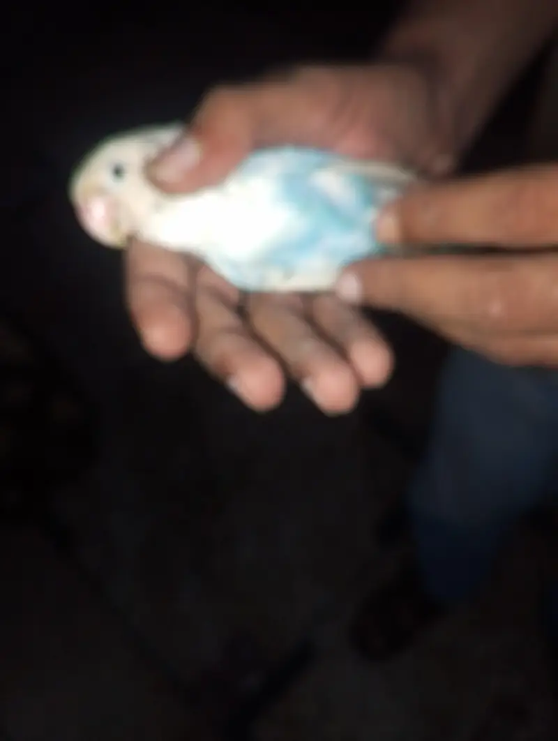 love bird white blue musk — photo 5