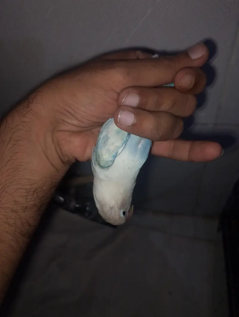 love bird white blue musk — photo 6