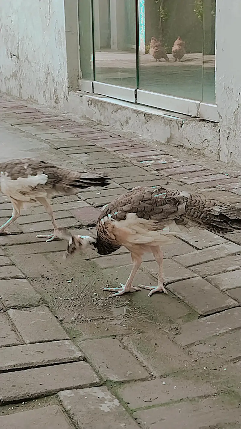 Blue pied peacock chicks — photo 2