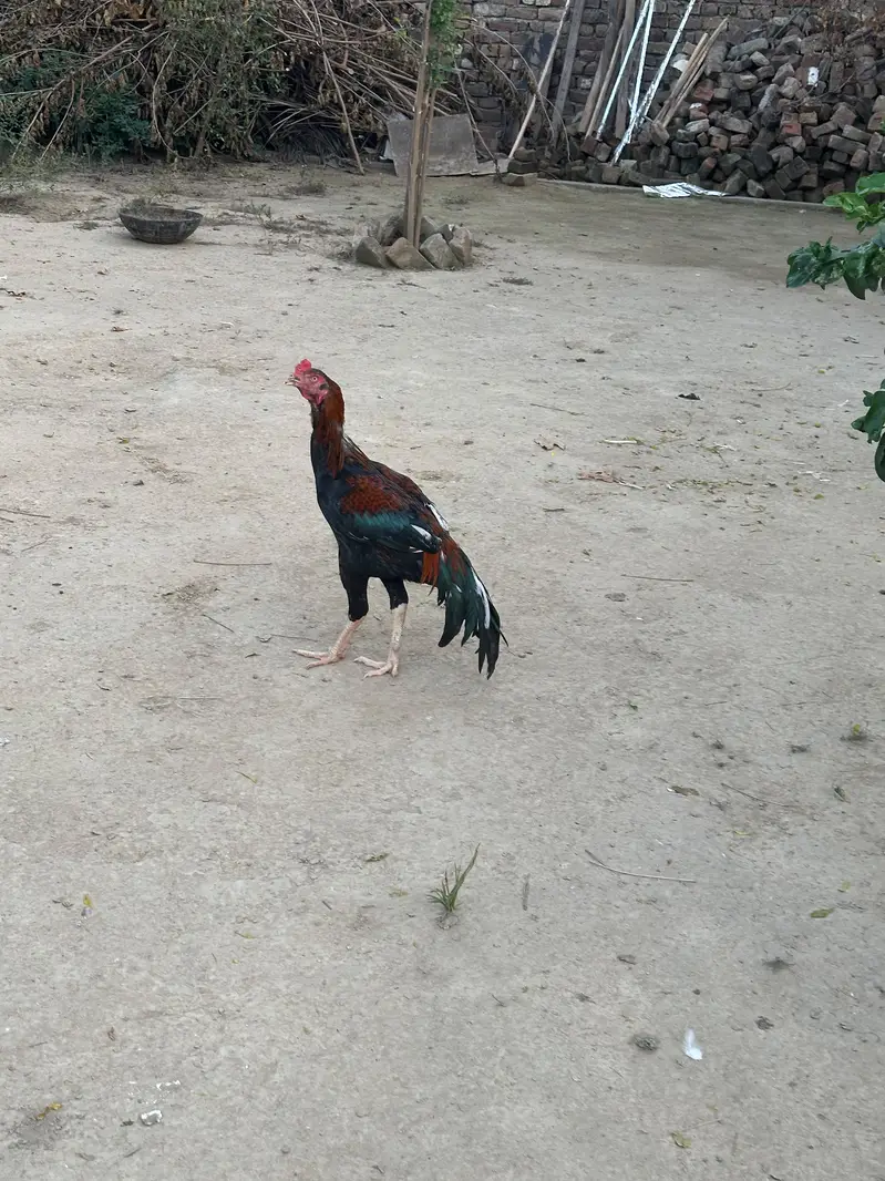 Mian wali aseel — photo 2