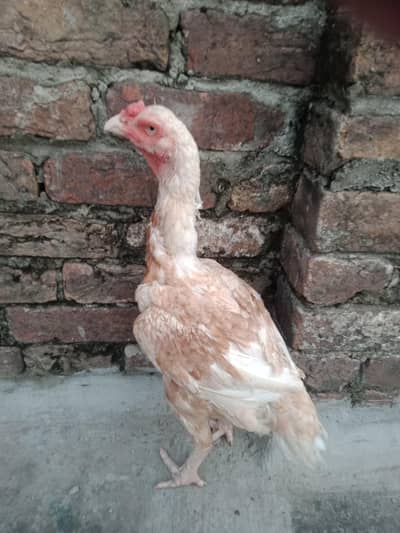 aseel female age of six years