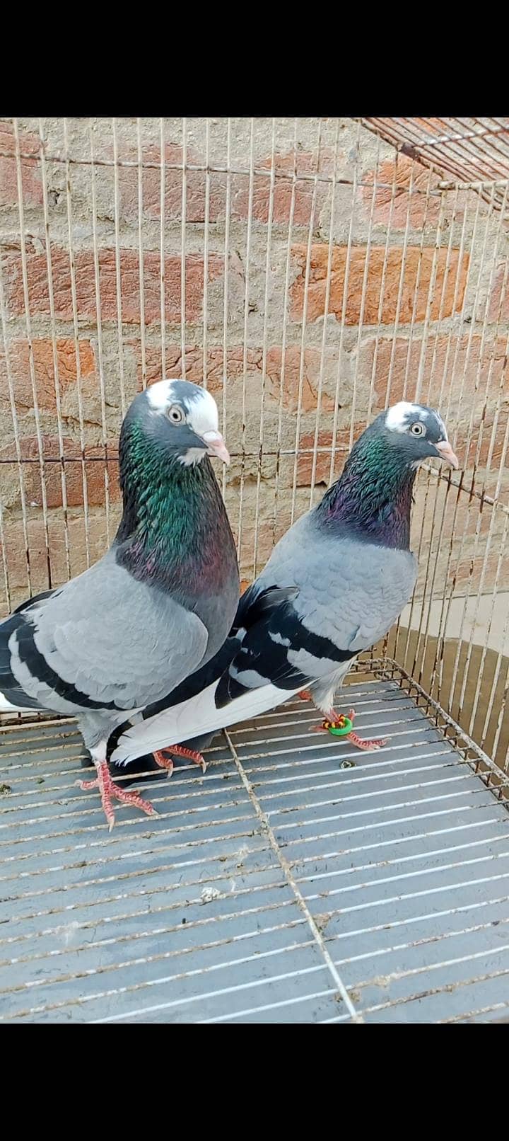 dabba jora 1