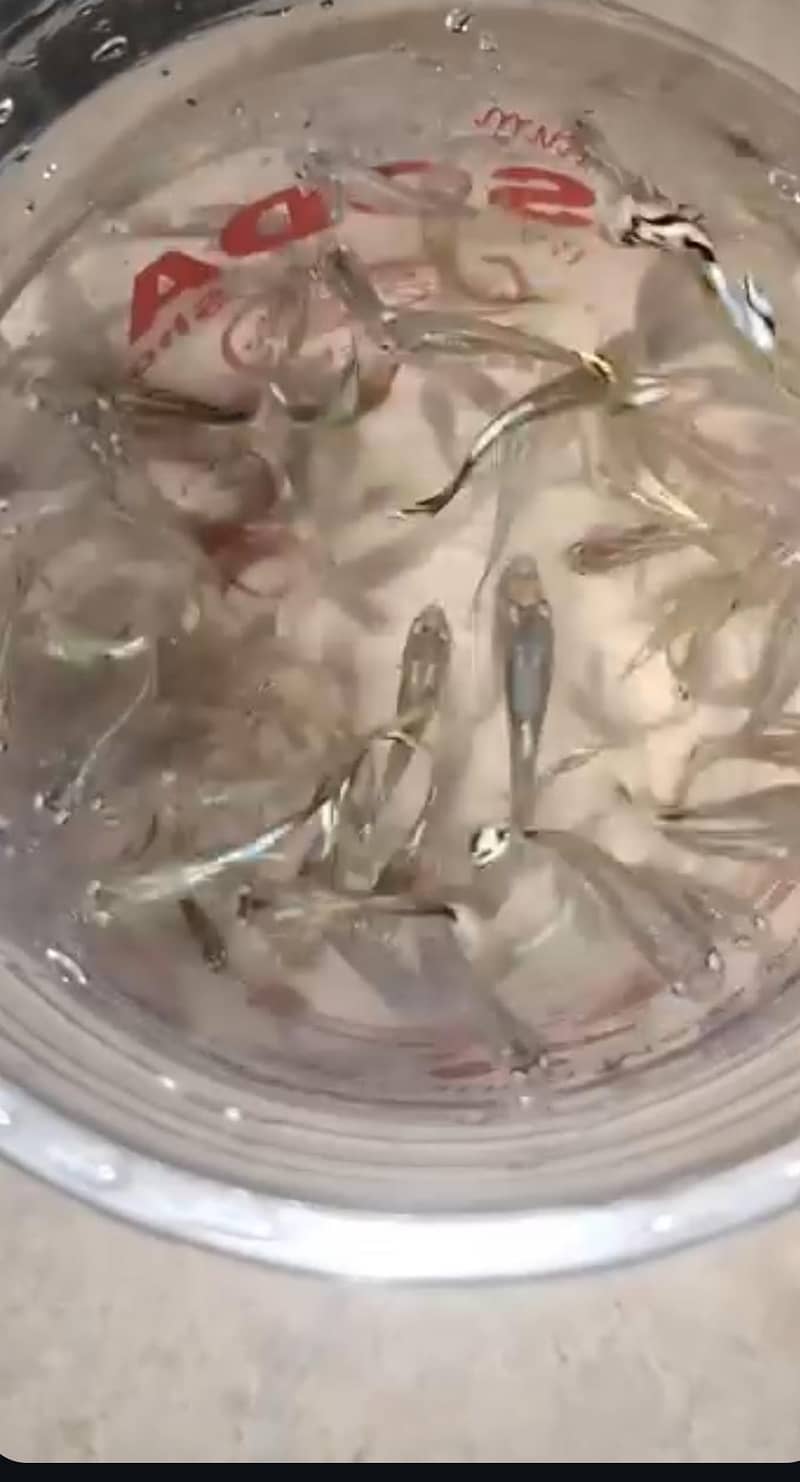 only guppy available 0