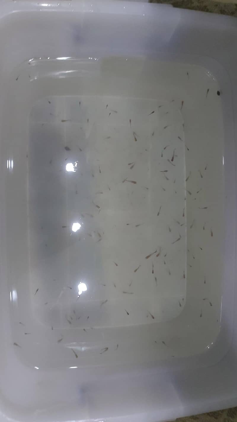 only guppy available 1