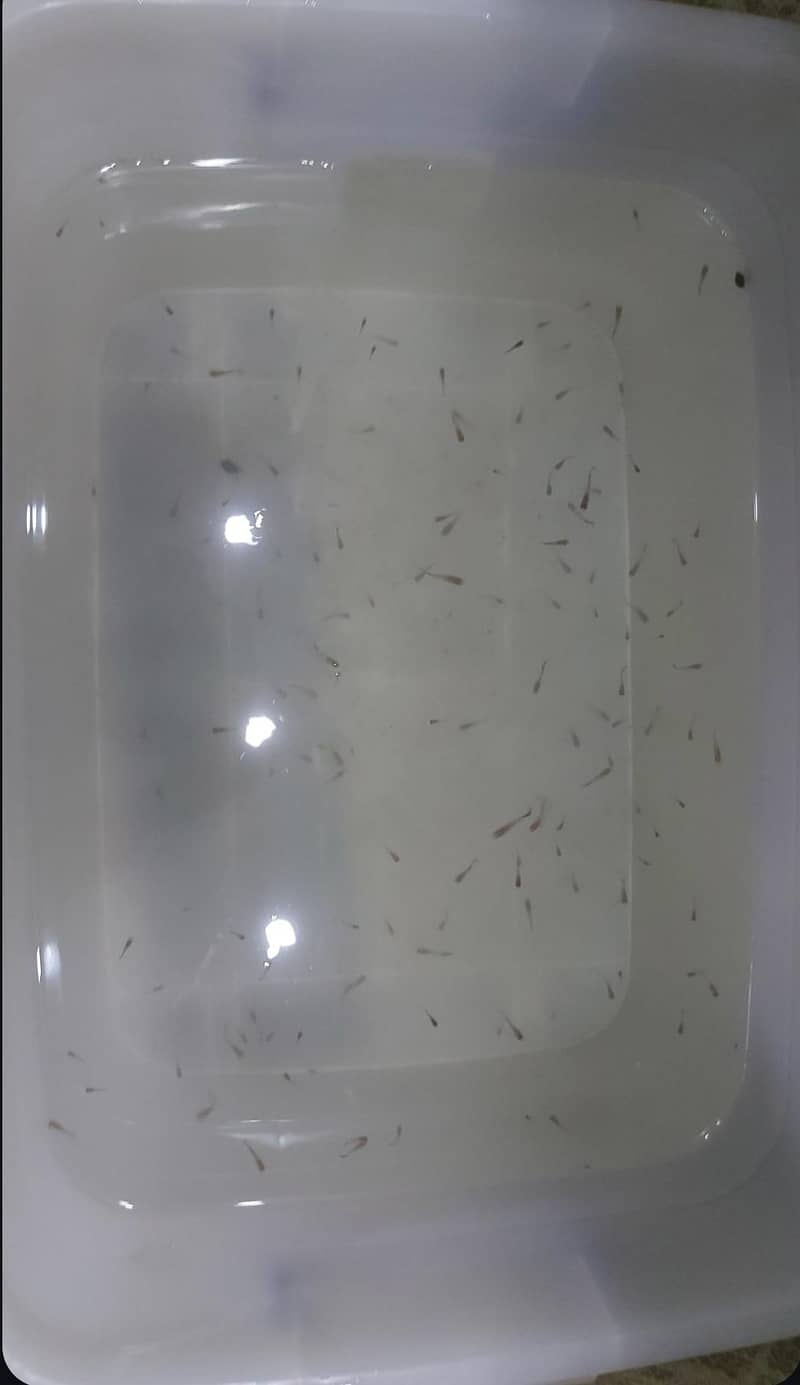 only guppy available 2