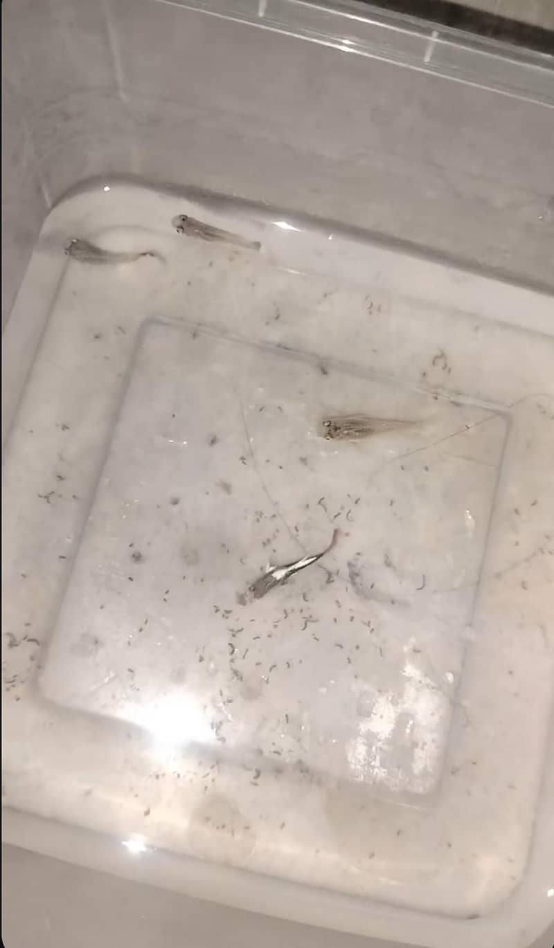 only guppy available 3