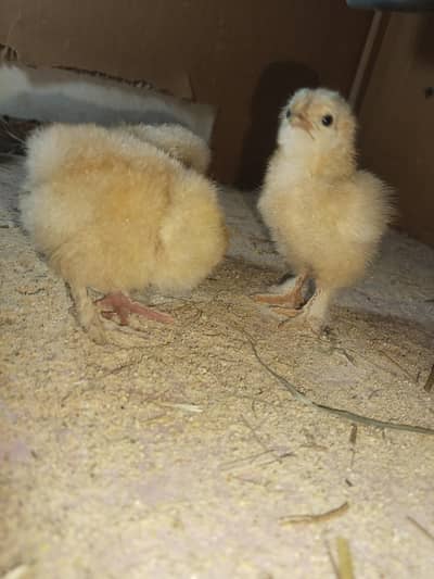 Golden heavy buff chicks