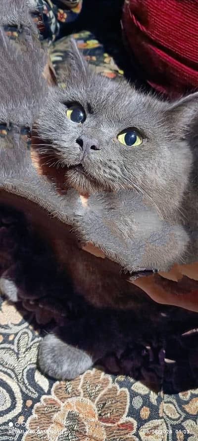 cat   fore sale
