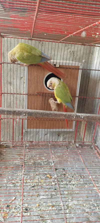 pineappel conure pair