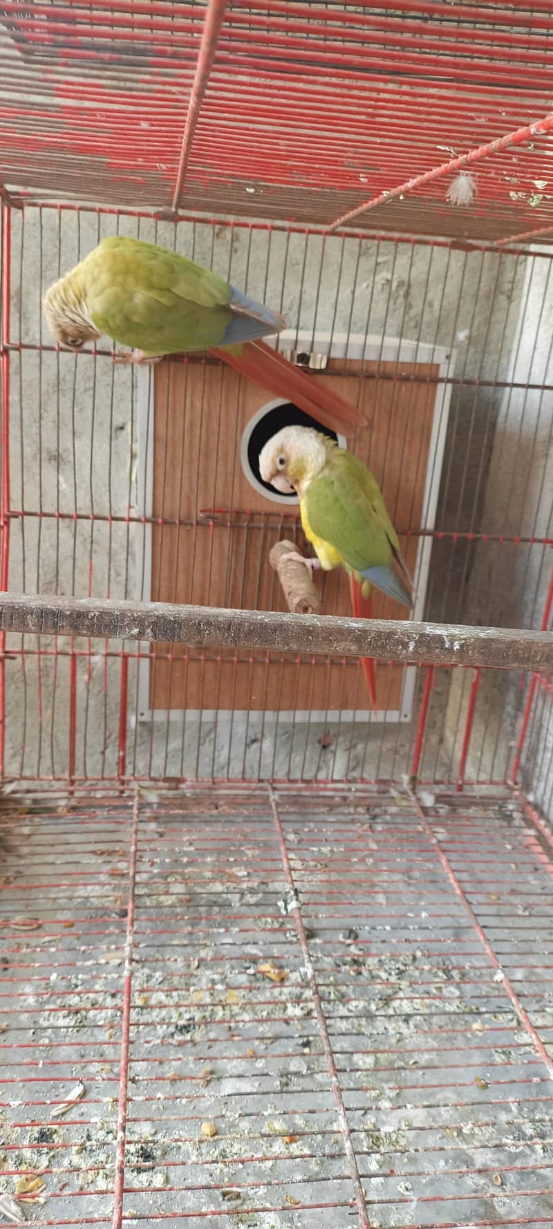pineappel conure pair 0