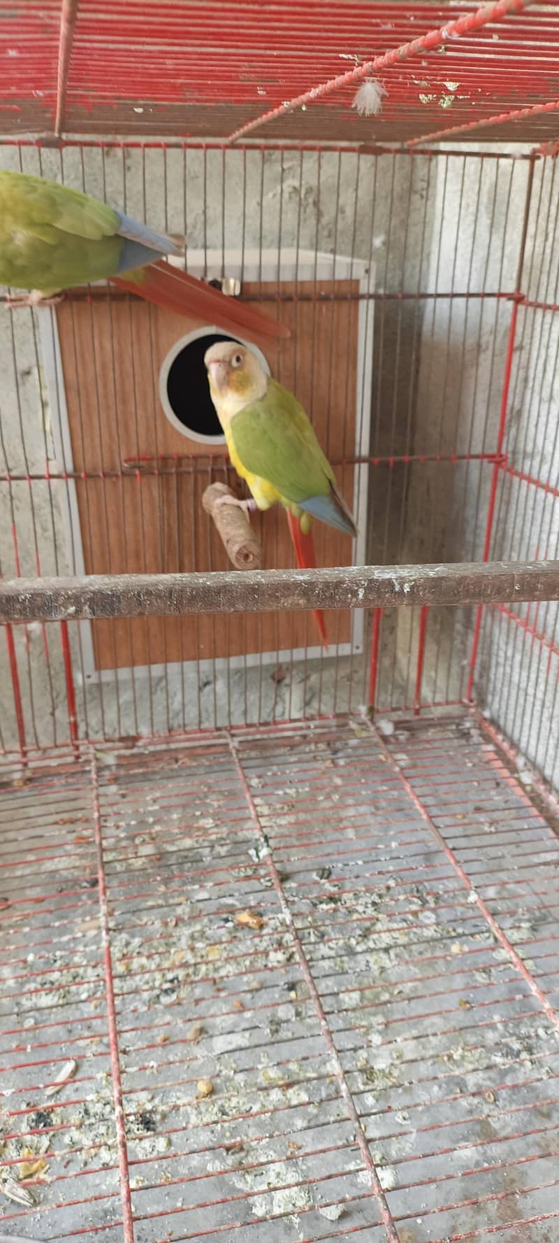 pineappel conure pair 2