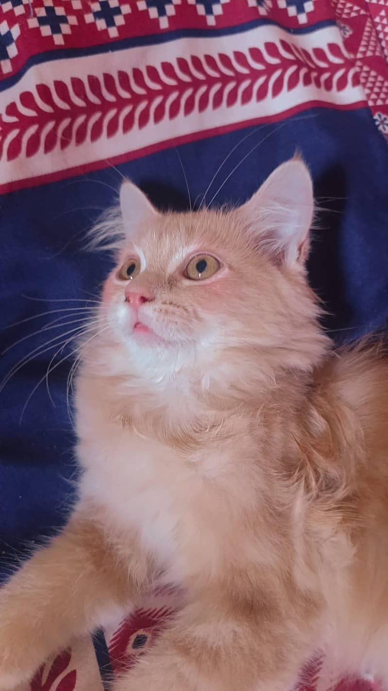 Persian cat 0
