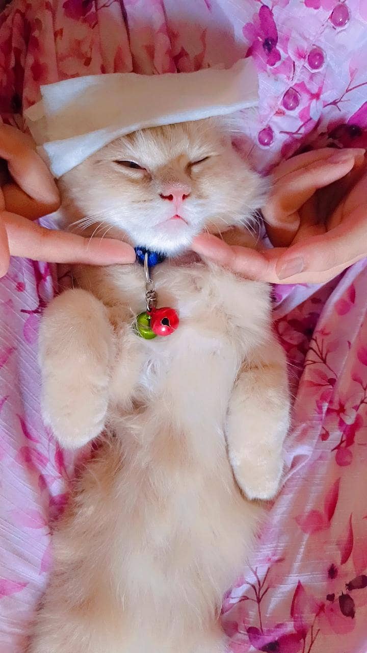 Persian cat 1