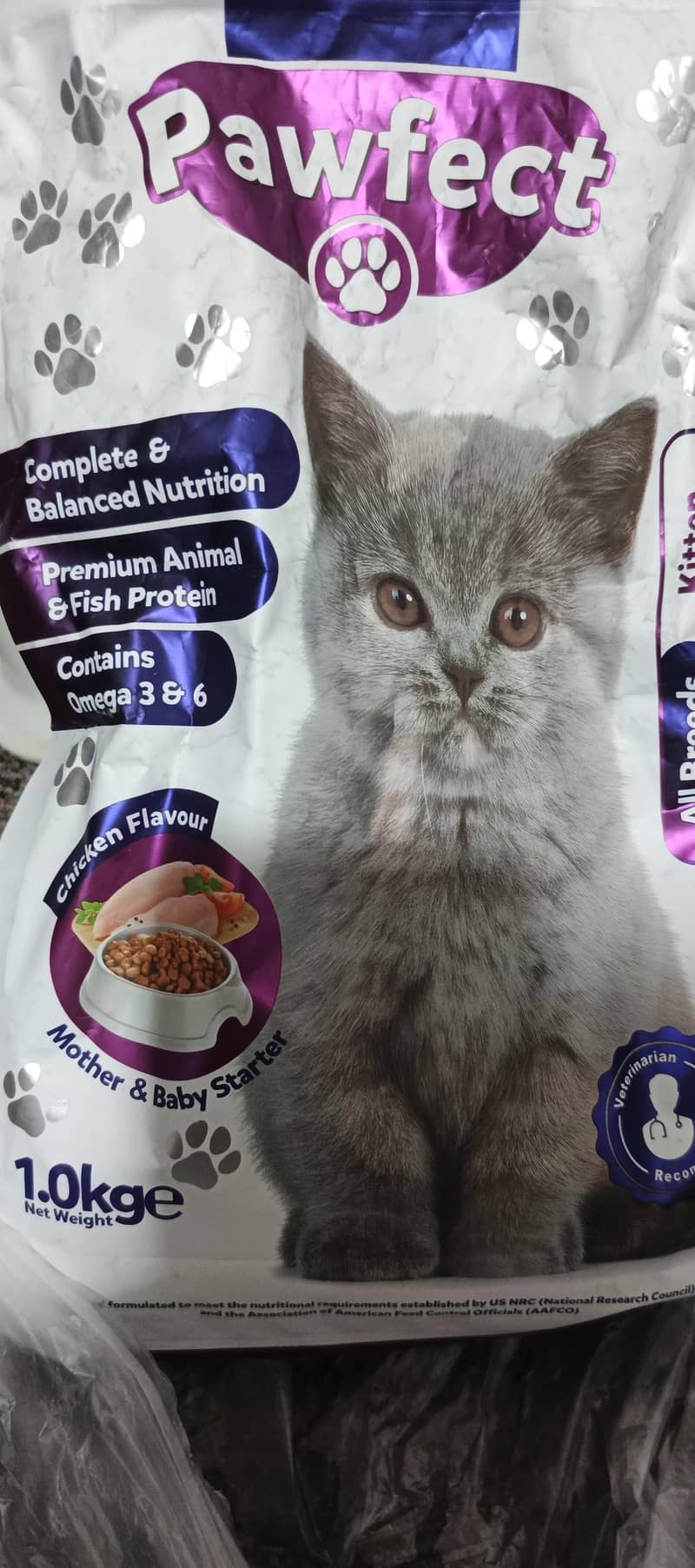 Persian cat 2