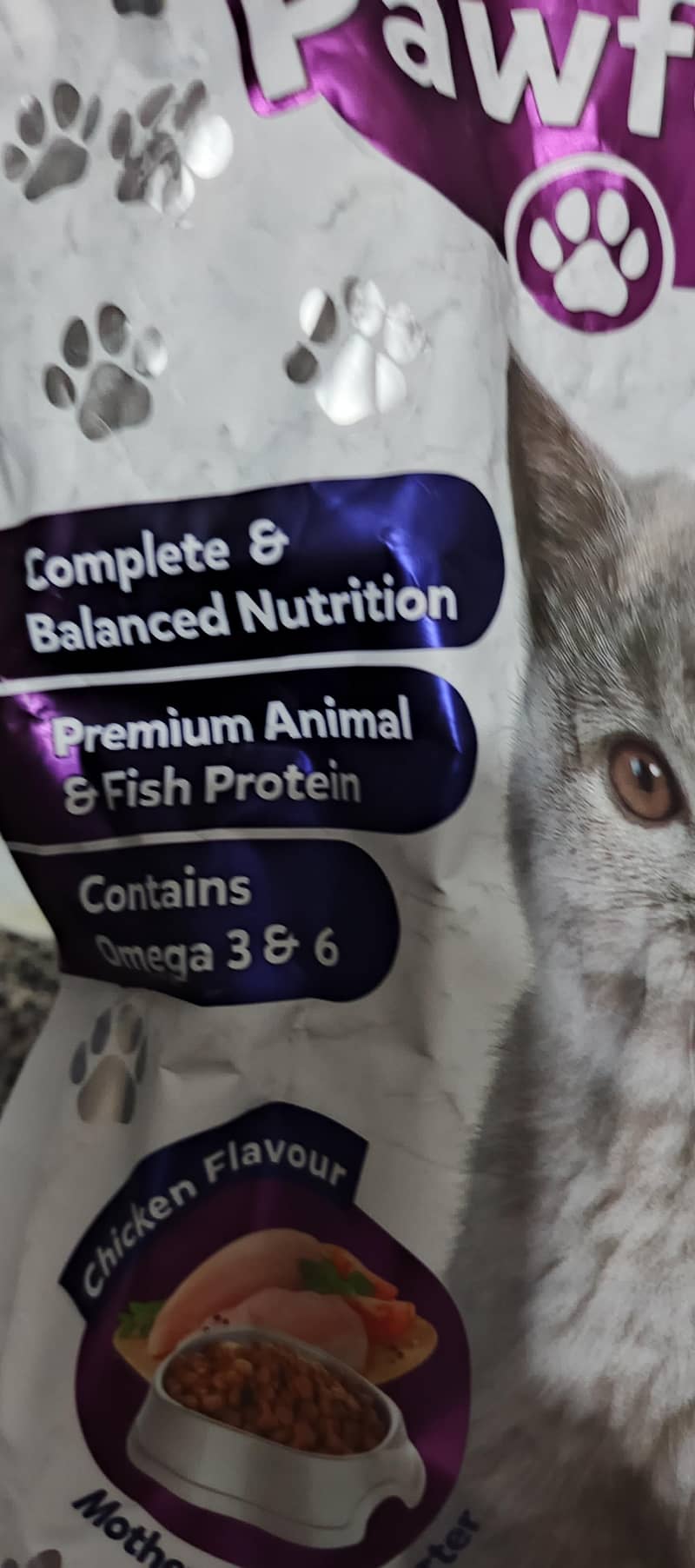 Persian cat 4