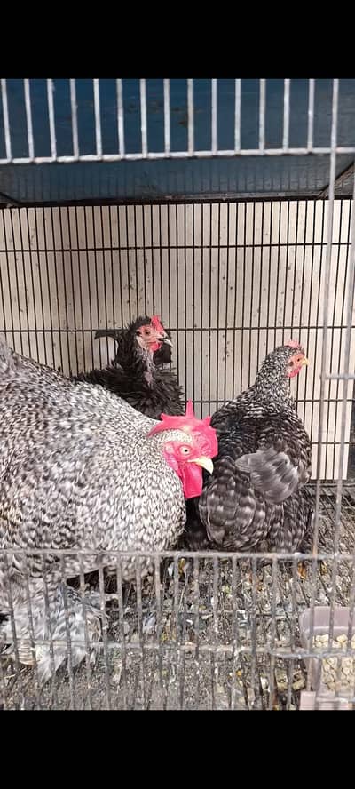 white bantam | golden bantam | splash bantam | coco bantam 03096360200