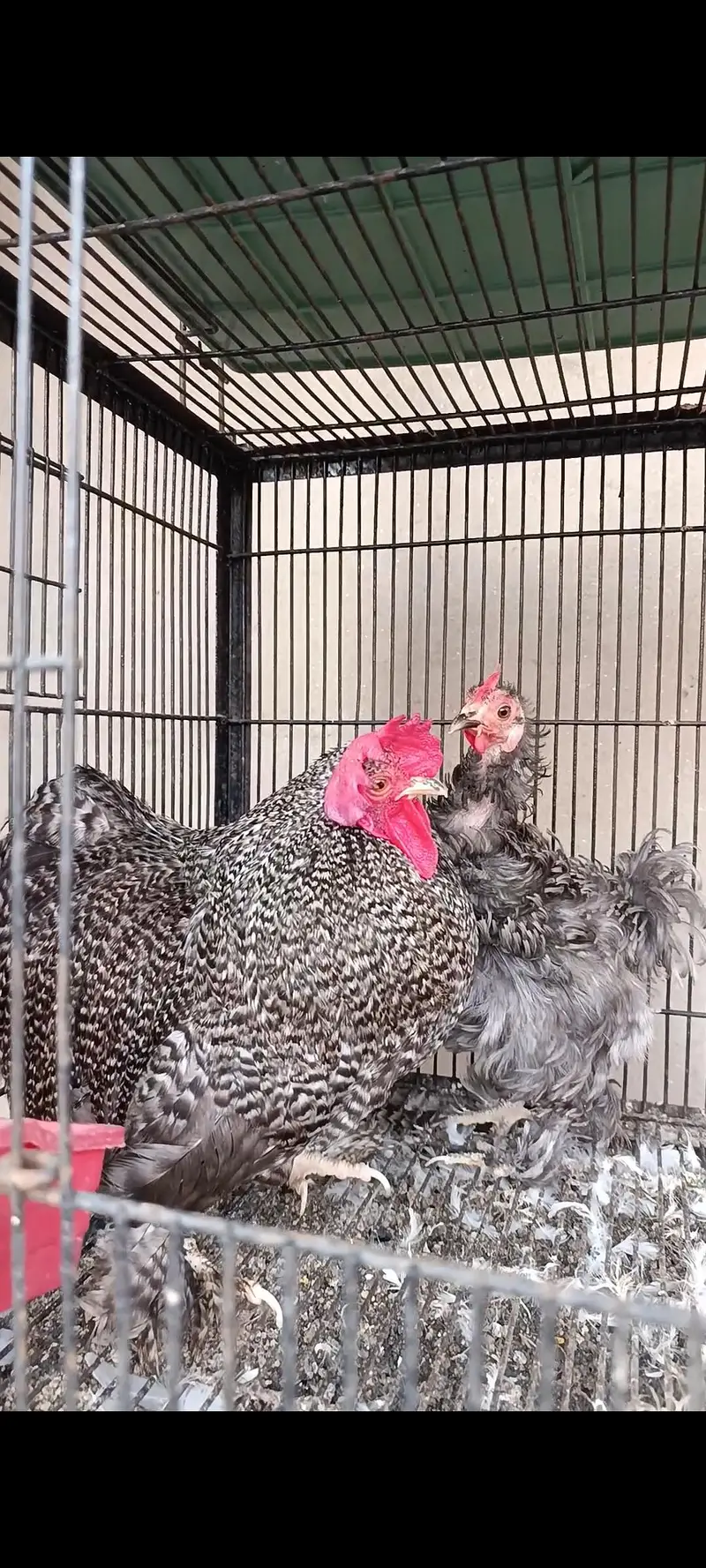 white bantam | golden bantam | splash bantam | coco bantam 03096360200 — photo 2