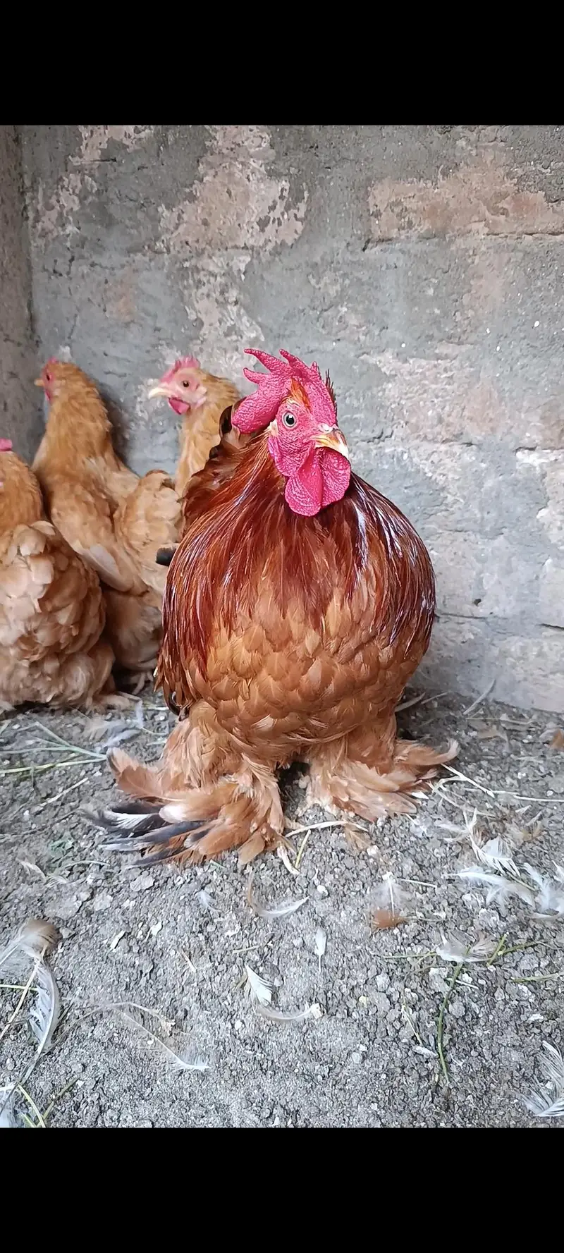 white bantam | golden bantam | splash bantam | coco bantam 03096360200 — photo 3