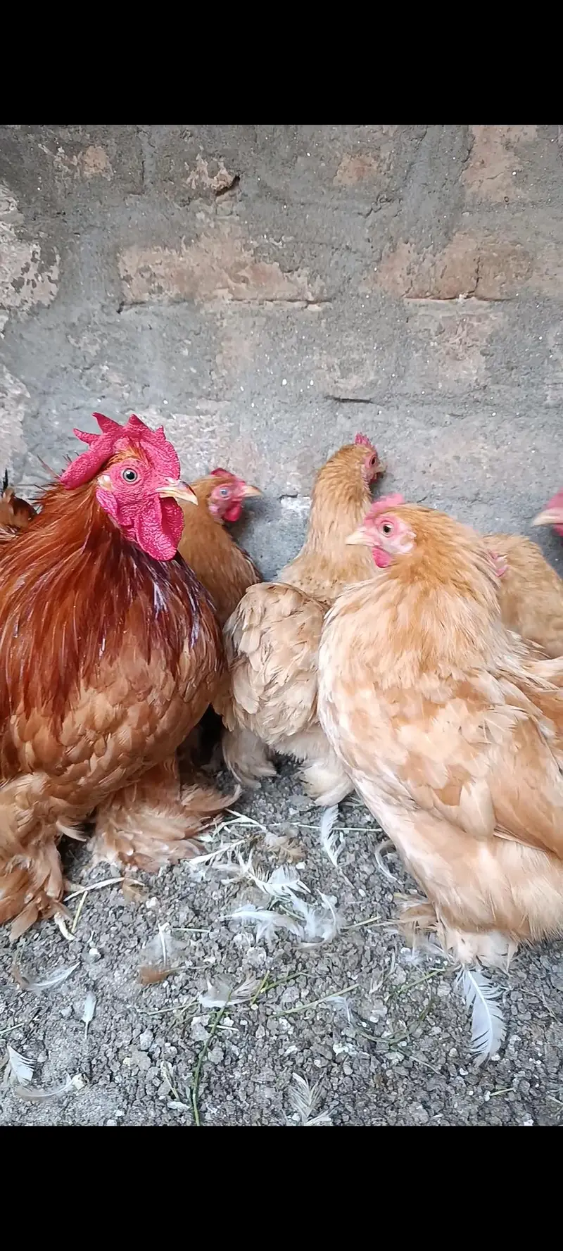 white bantam | golden bantam | splash bantam | coco bantam 03096360200 — photo 4