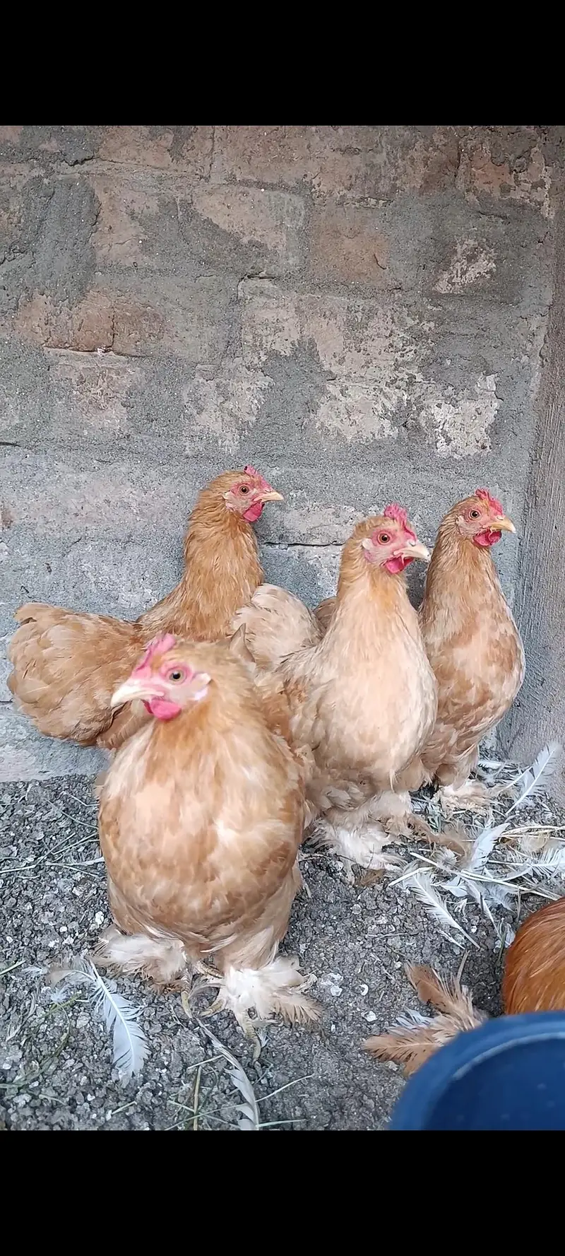 white bantam | golden bantam | splash bantam | coco bantam 03096360200 — photo 5