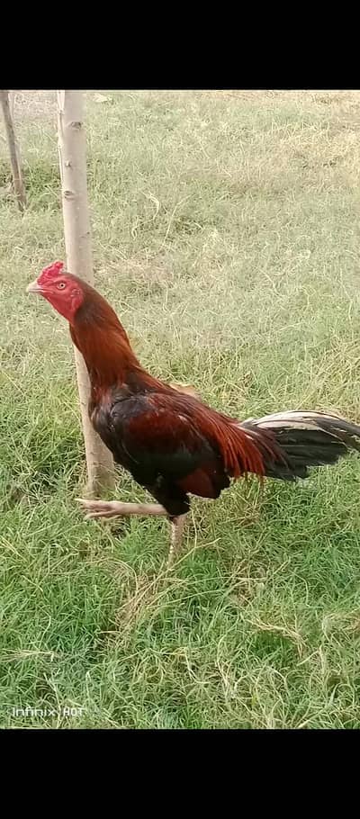 aseel murgha for sale