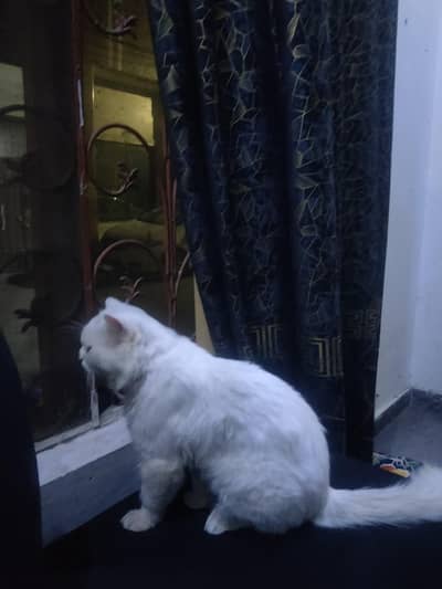 Persian Cat