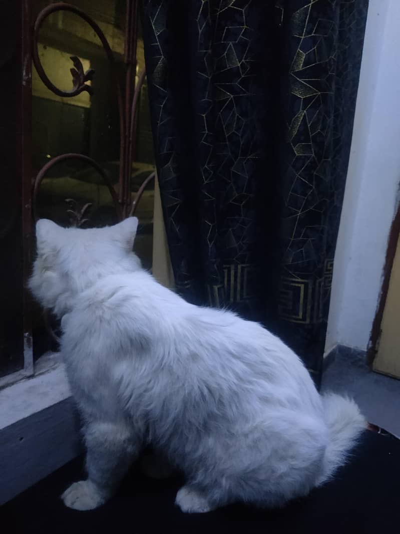 Persian Cat 1