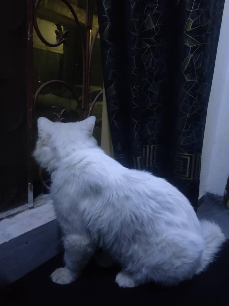 Persian Cat 2