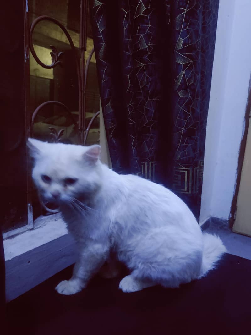 Persian Cat 3