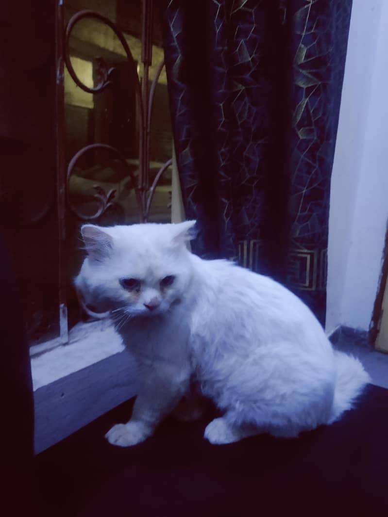 Persian Cat 4