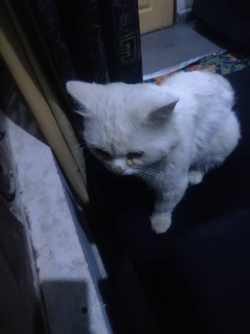 Persian Cat 5