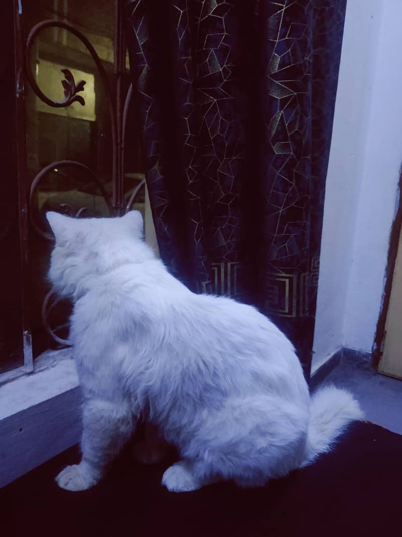 Persian Cat 6