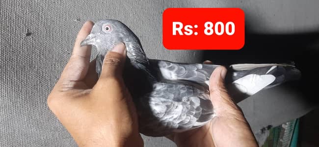 Kabuter for sale/Pigeons for sale