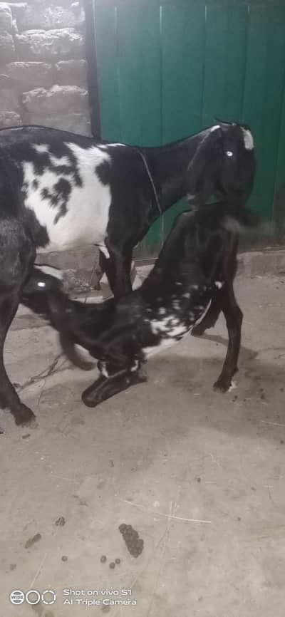 Healthy goat